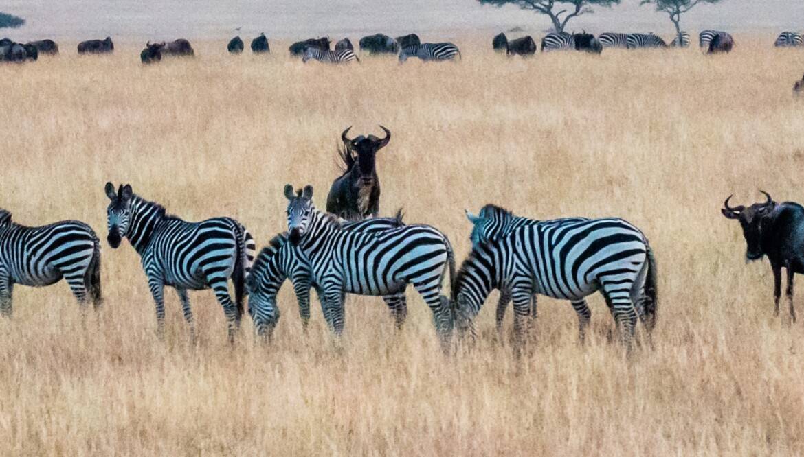 6-Day Mid-Range Safari Across Kenya & Tanzania