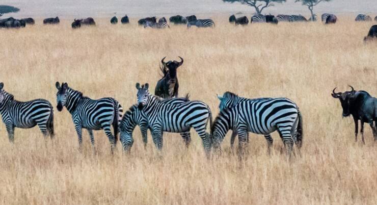 6-Day Mid-Range Safari Across Kenya & Tanzania