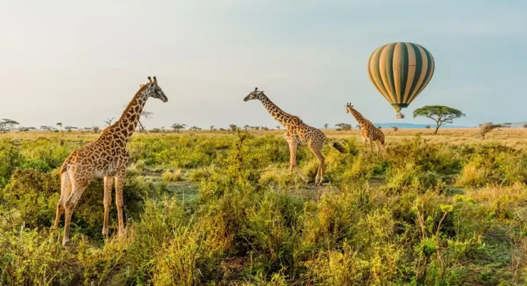 6-Day Luxury Safari Across Kenya & Tanzania