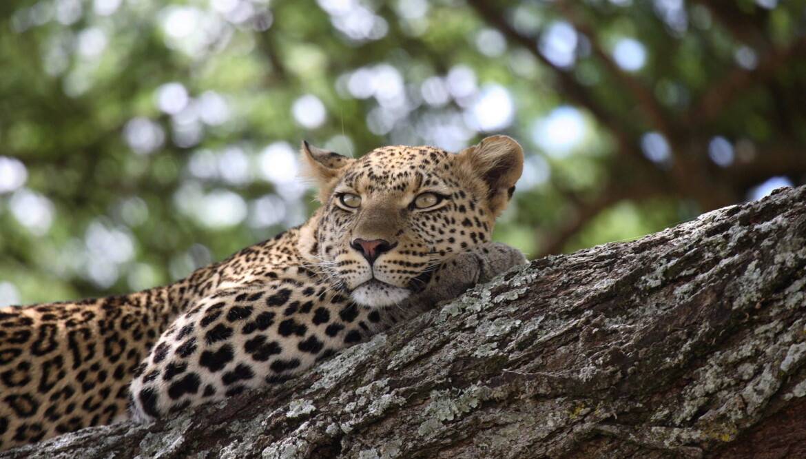 5 Days Best of Tanzania Wildlife Safari