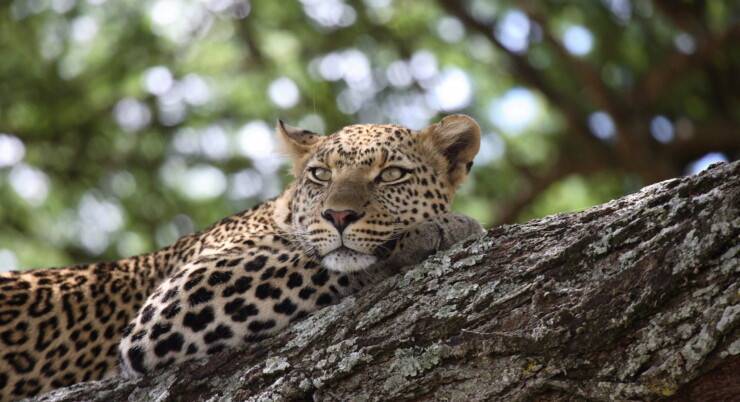 5 Days Best of Tanzania Wildlife Safari
