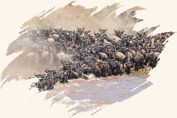 Great-Wildebeest-Migration