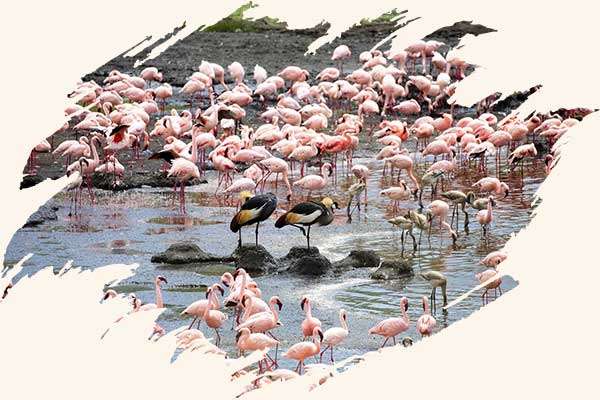 Tanzania-Birding-Safari