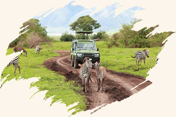 tanzania-modrange-safari