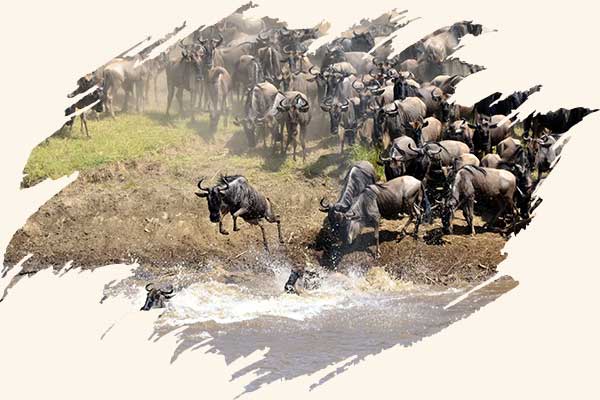 tanzania-wildbest-migration
